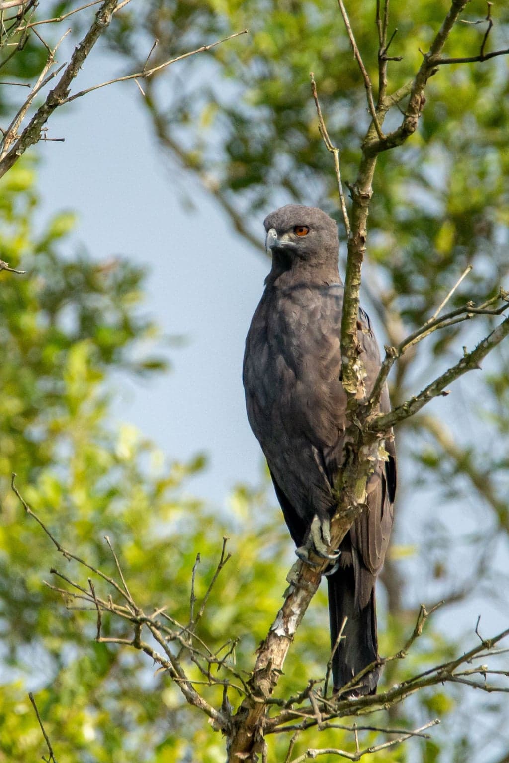Grey-headed Fish Eagle