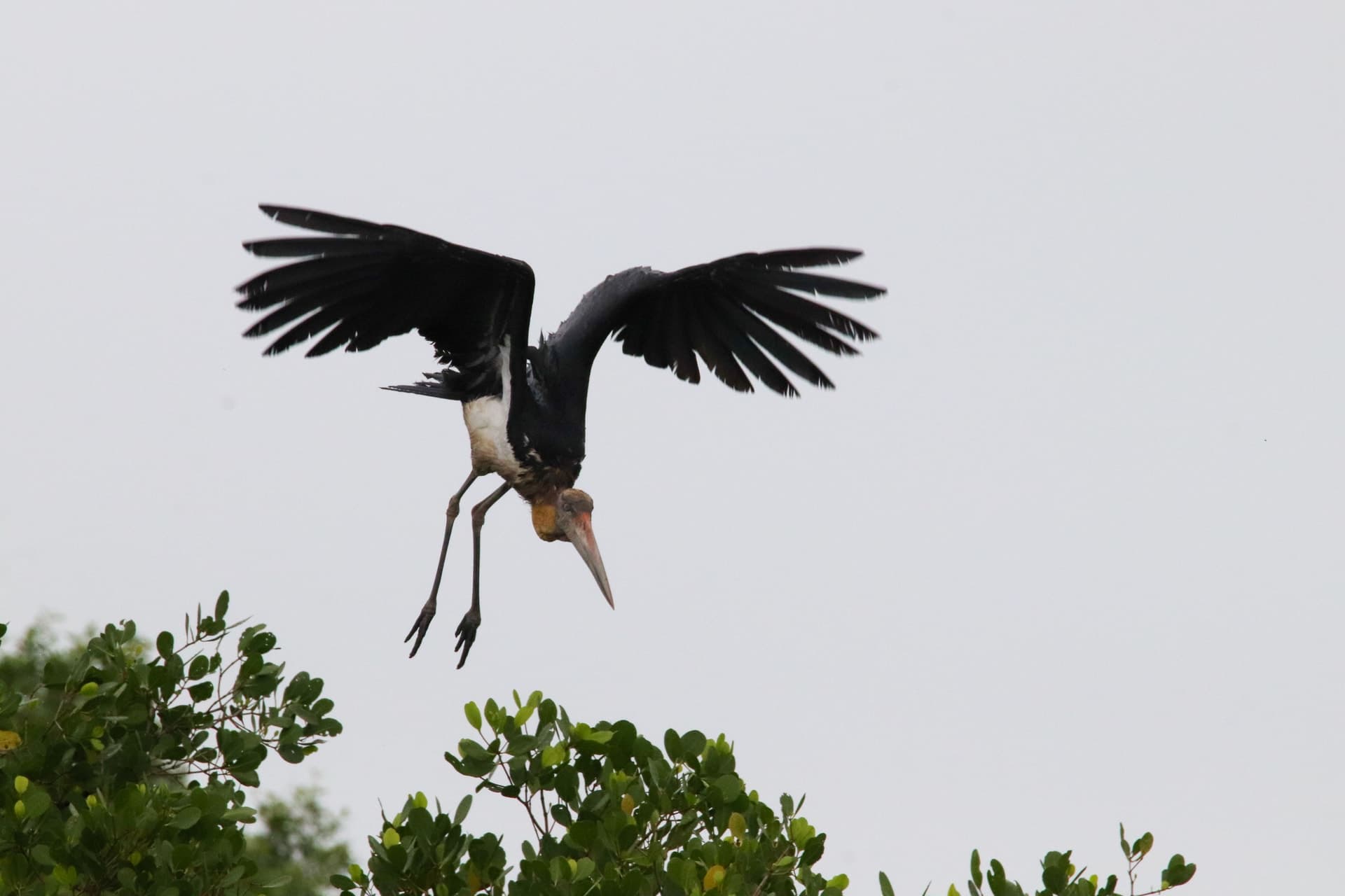 Lesser Adjutant Stork