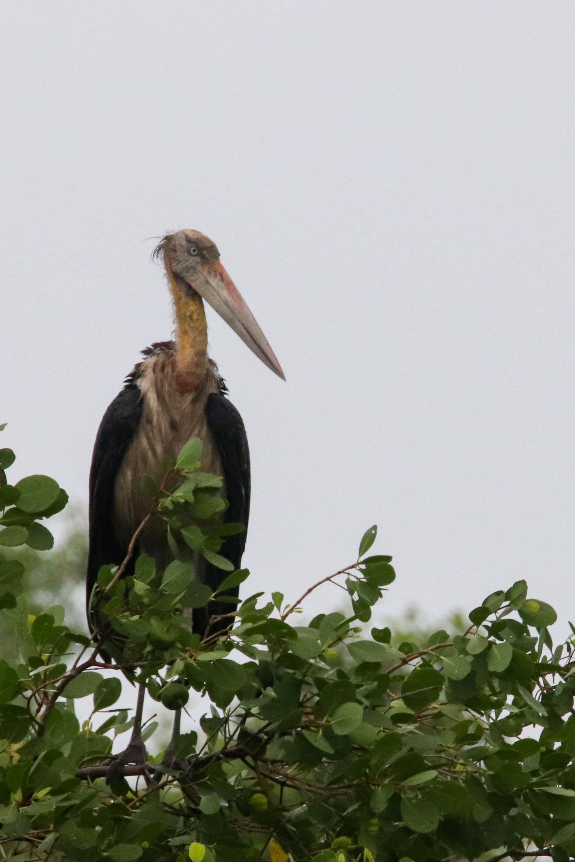 Lesser Adjutant Stork