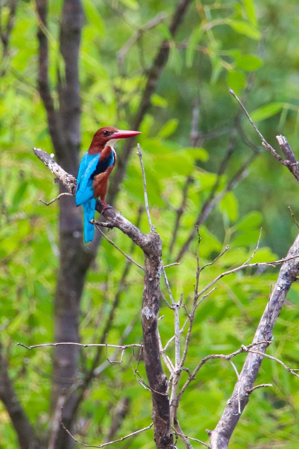 White-throated Kingfisher