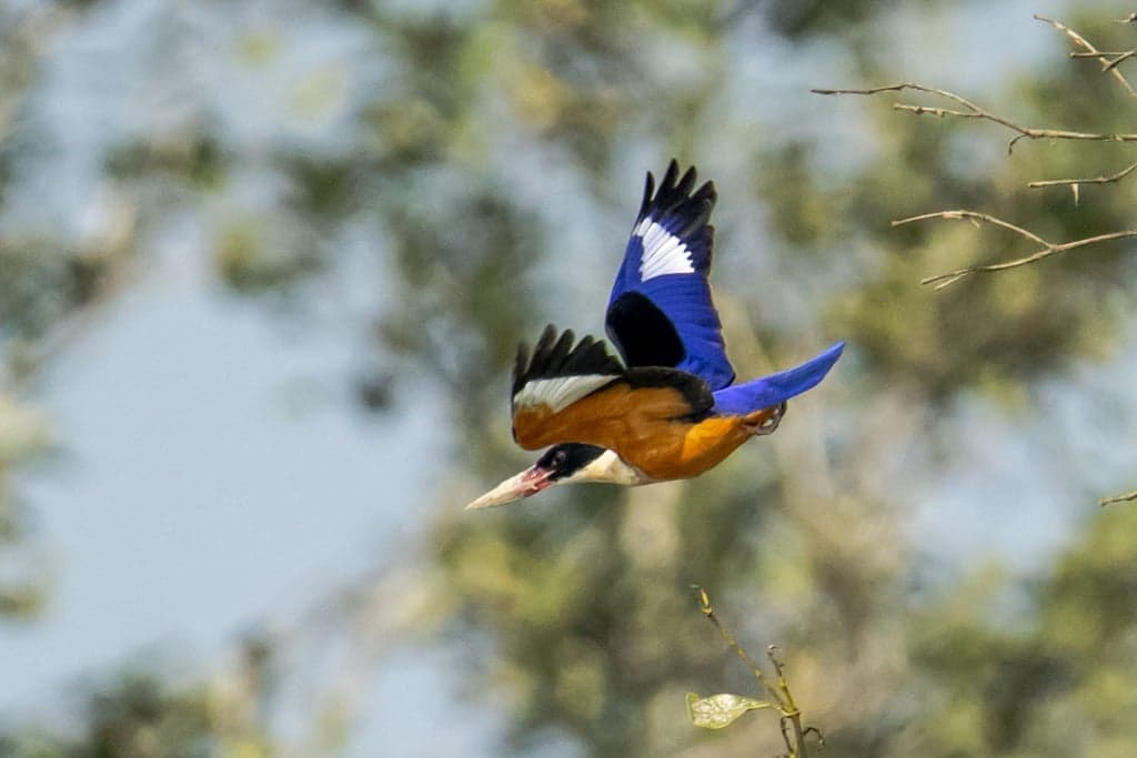 Black-capped Kingfisher
