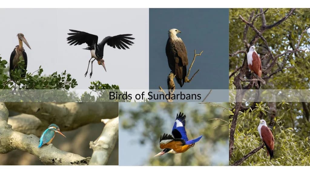 Floating through the Mangroves of Sundarbans | A Day trip from Kolkata | Sundarban National Park