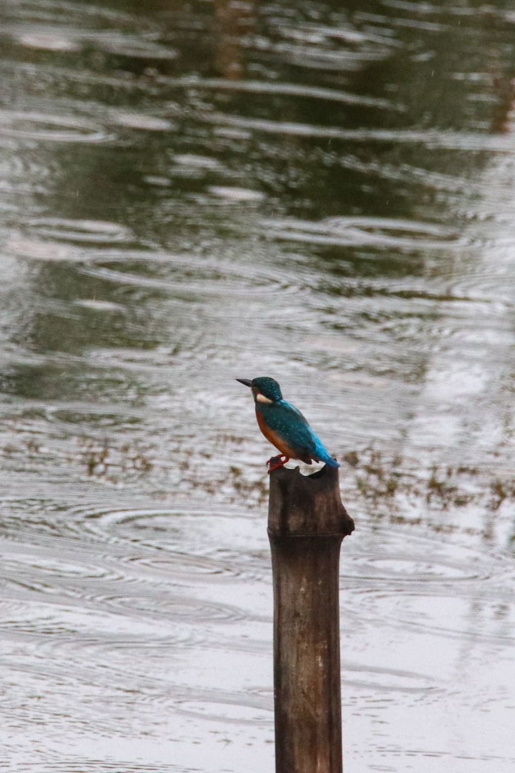 Common Kingfisher