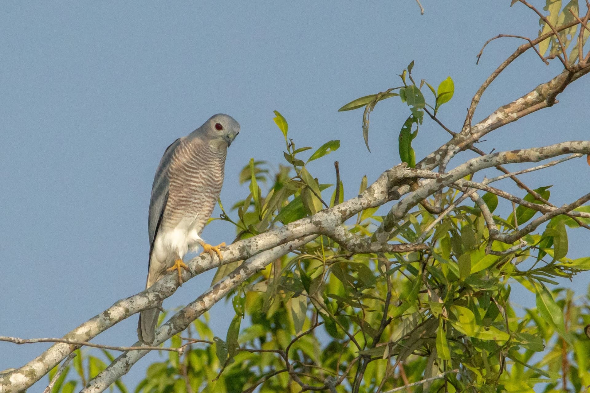 Shikra (small hawk)