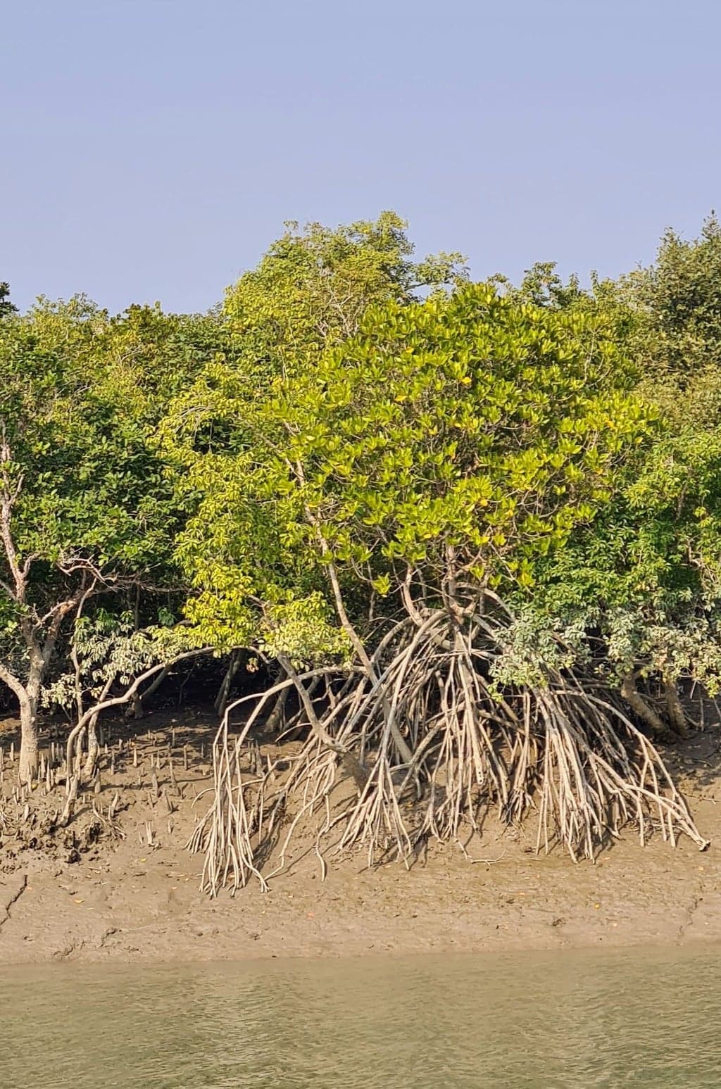 Mangroves of Sundarbans