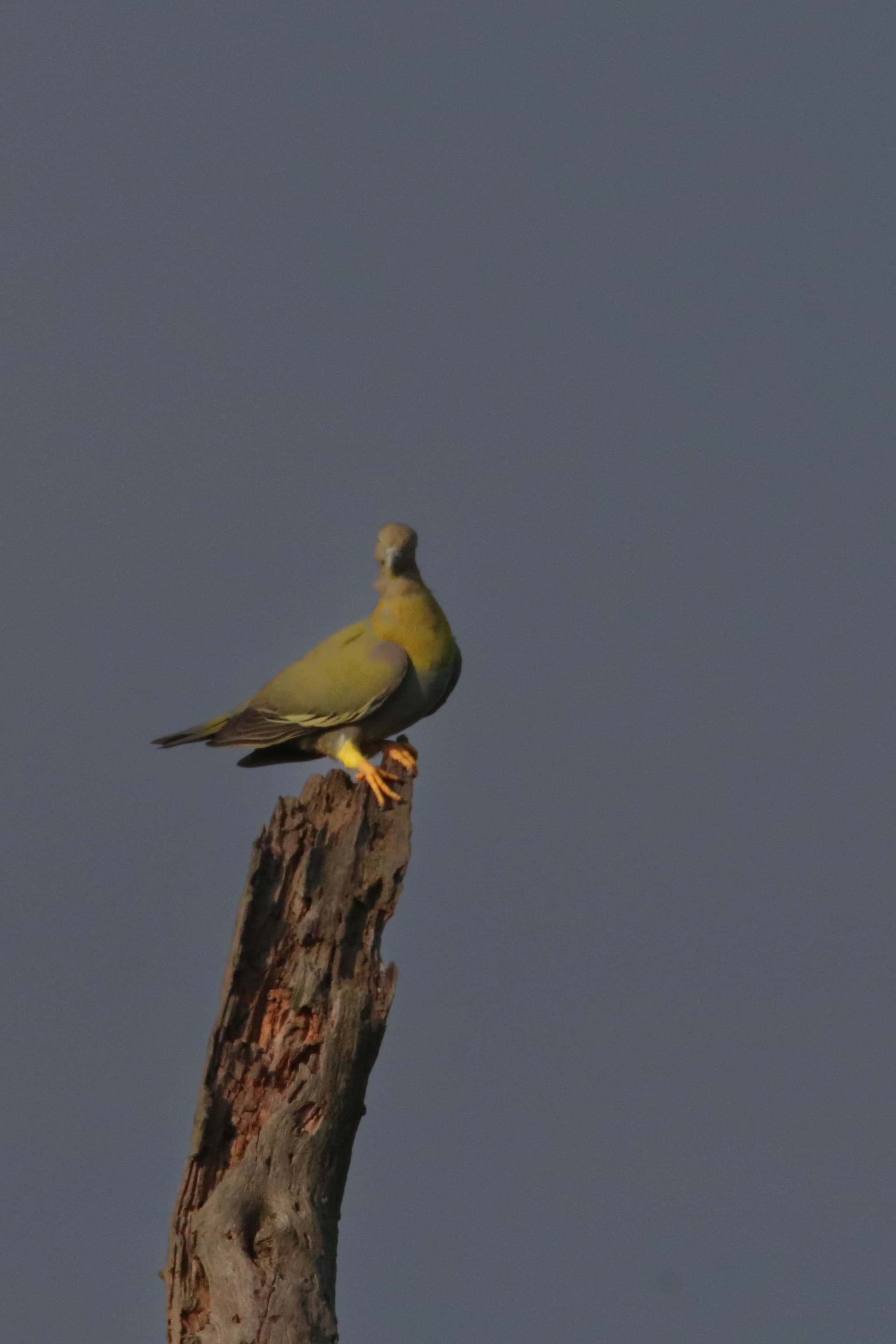 Orange-breasted Green Pigeon