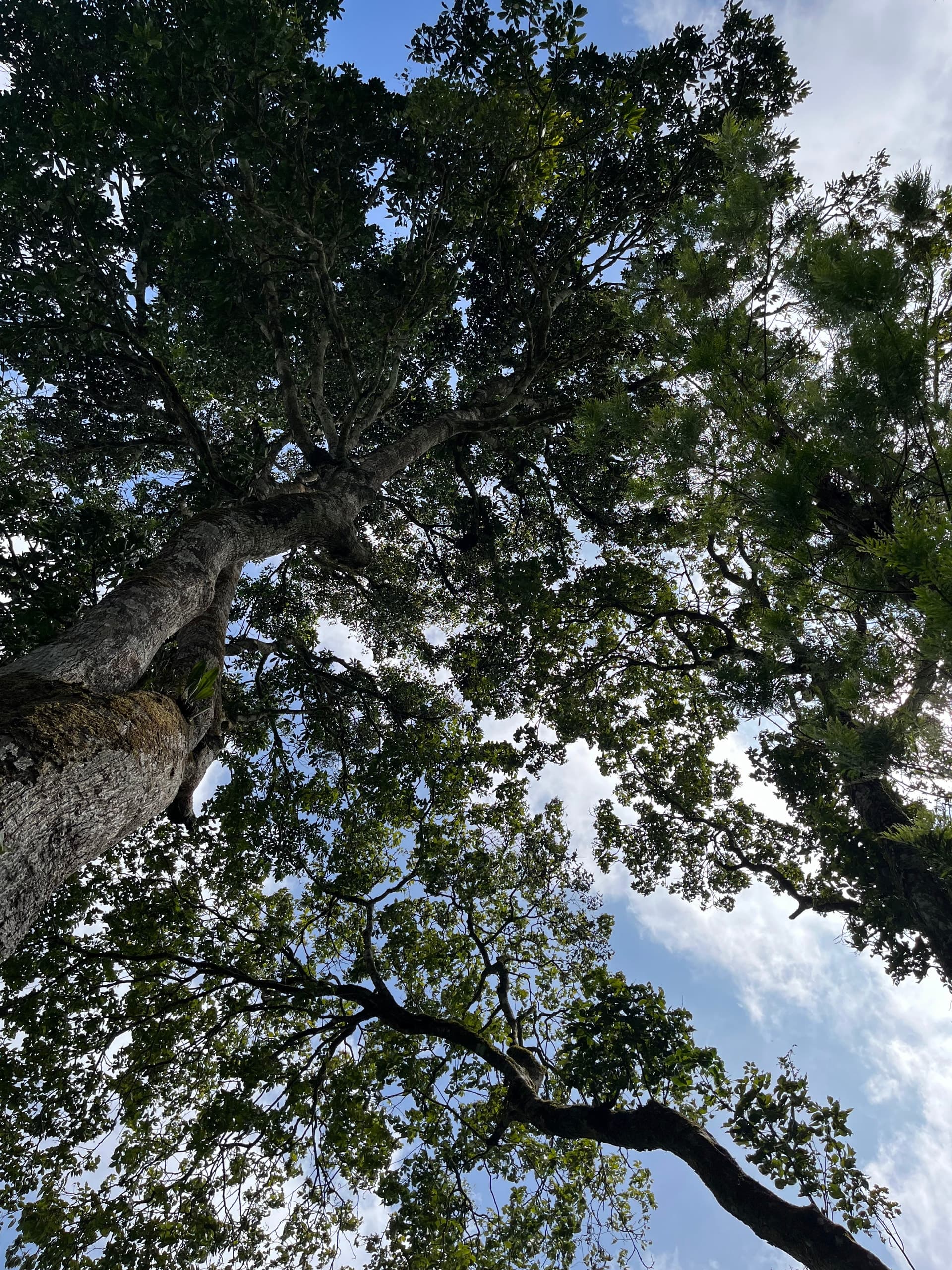 Apple iPhone 13 — 5mm • ƒ/1.6 • 1/2899 • ISO 50