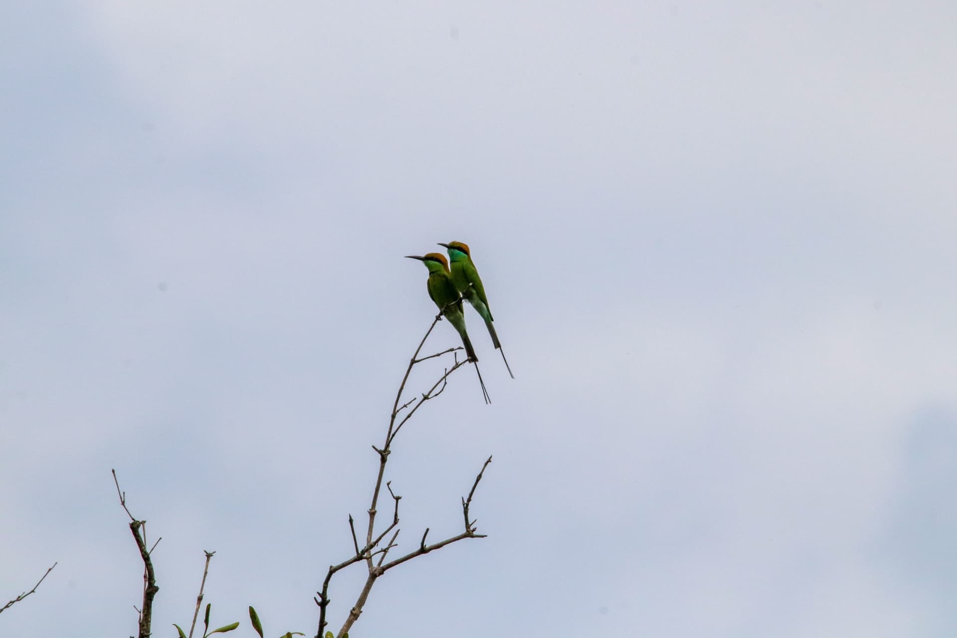 Green Bee-eater