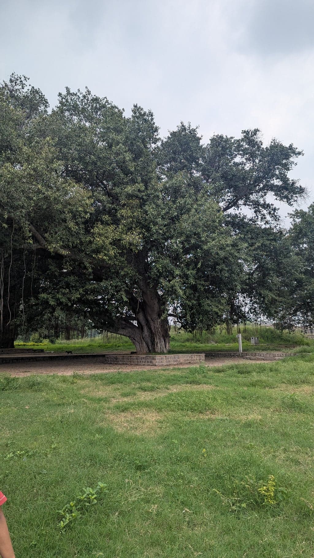 Google Pixel 7 β 7mm β’ Ζ/1.9 β’ 1/1397 β’ ISO 48