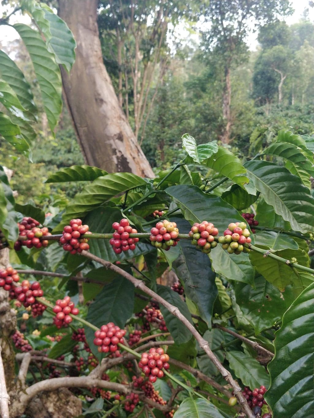 OnePlus ONEPLUS A5000 — 4mm • ƒ/1.7 • 1/50 • ISO 160