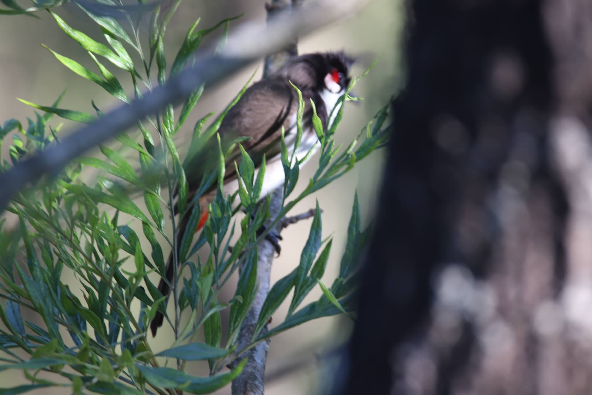 Canon Canon EOS 77D — 600mm • ƒ/6.3 • 1/60 • ISO 200