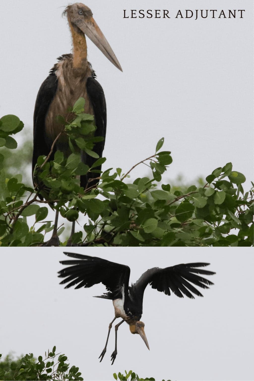 Lesser Adjutant.png