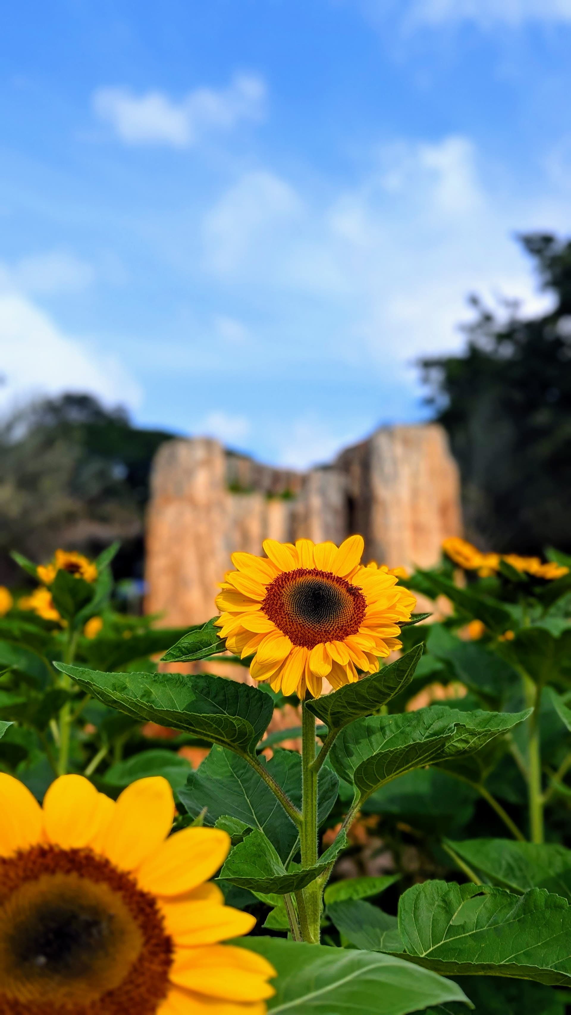 Google Pixel 7 — 7mm