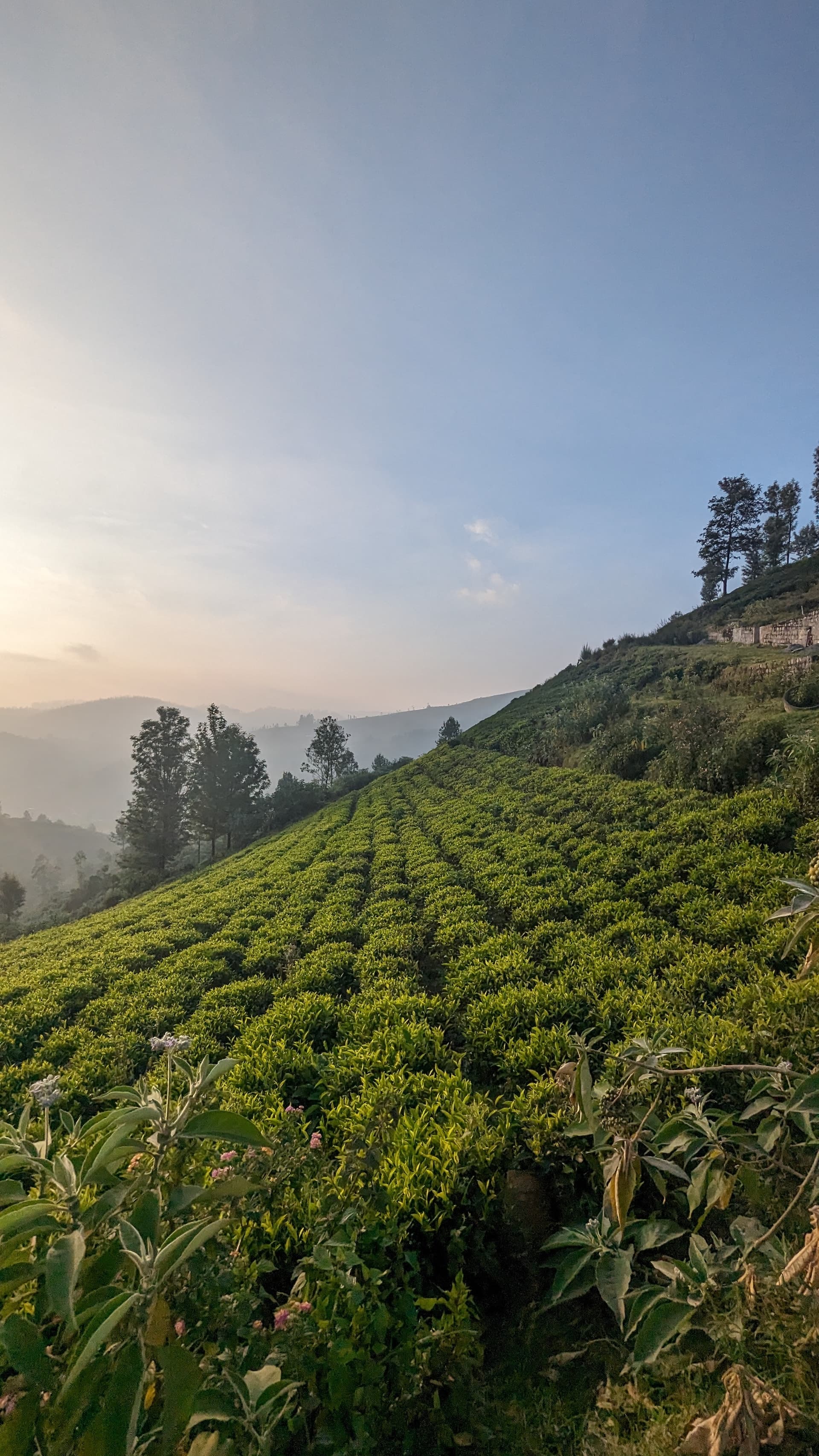 Ooty | Lovedale