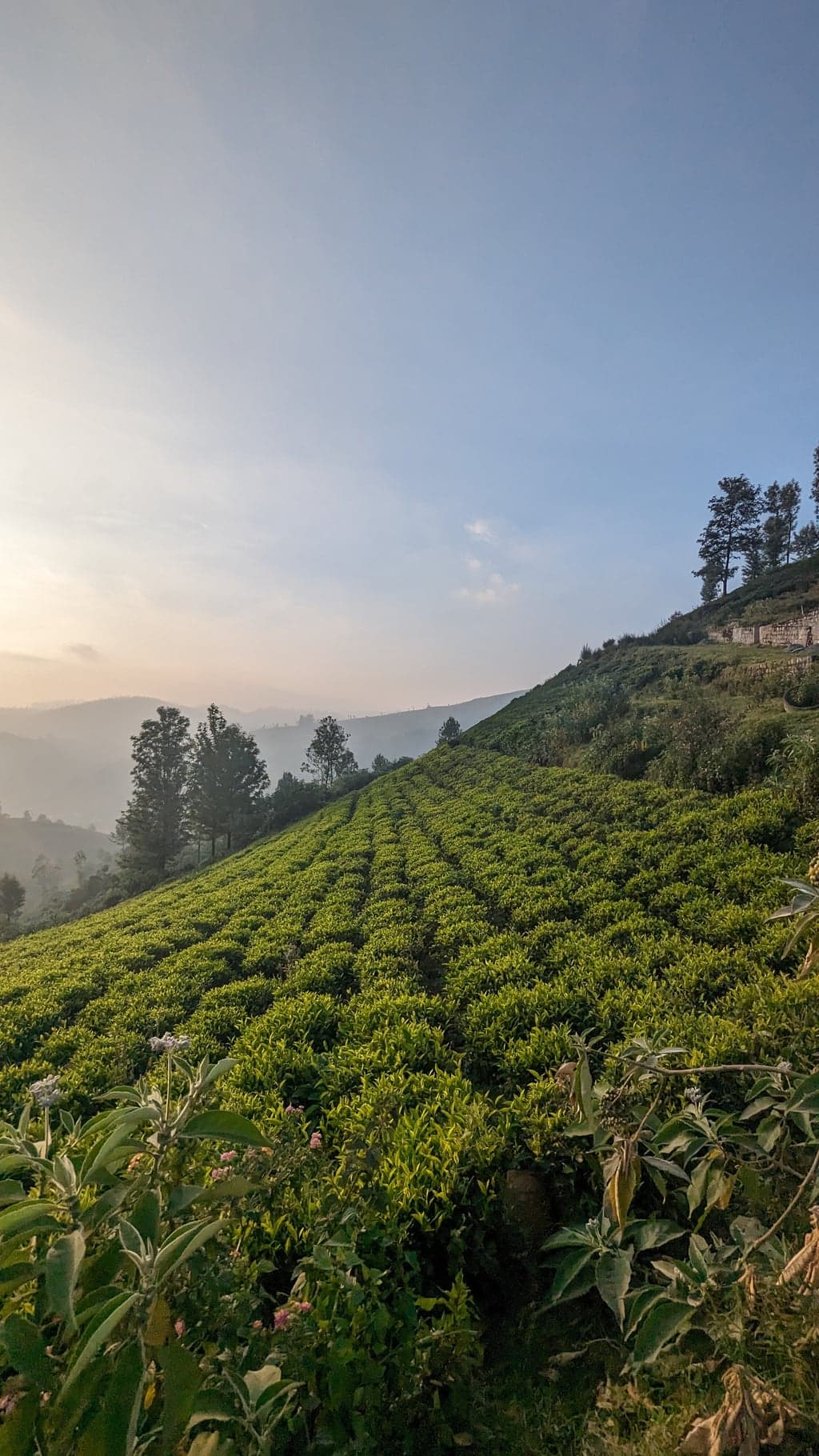 Ooty | Lovedale