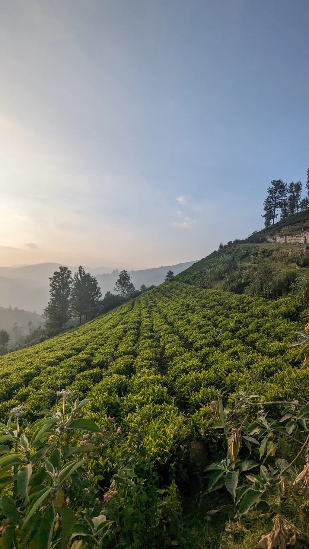 Ooty | Lovedale