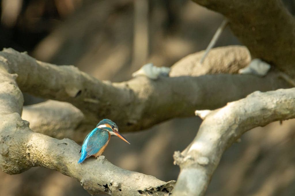 Common Kingfisher
