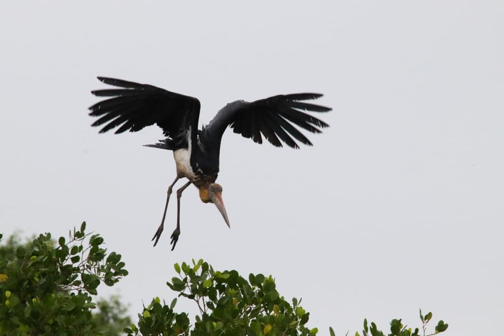 Lesser Adjutant Stork