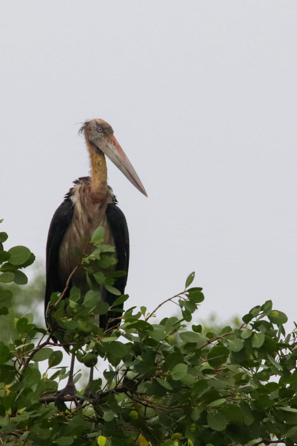 Lesser Adjutant Stork