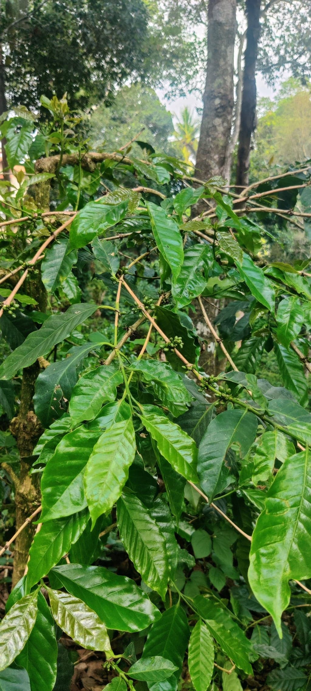 OnePlus IN2011 — 5mm • ƒ/1.8 • 1/640 • ISO 100