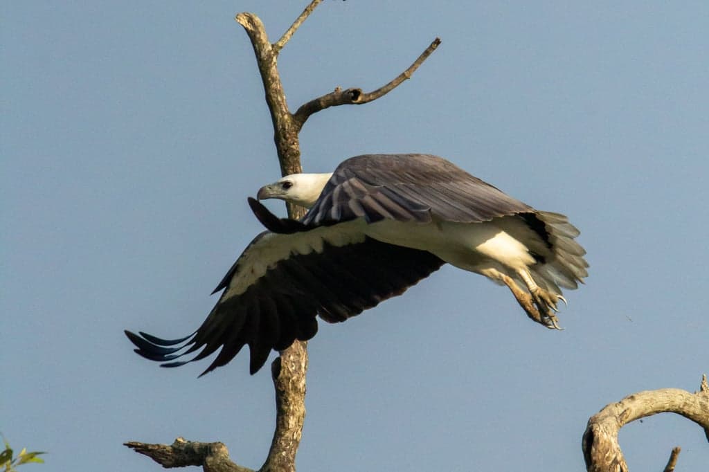 White-bellied Sea Eagle