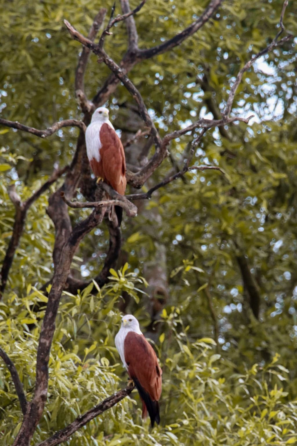 Brahminy Kite