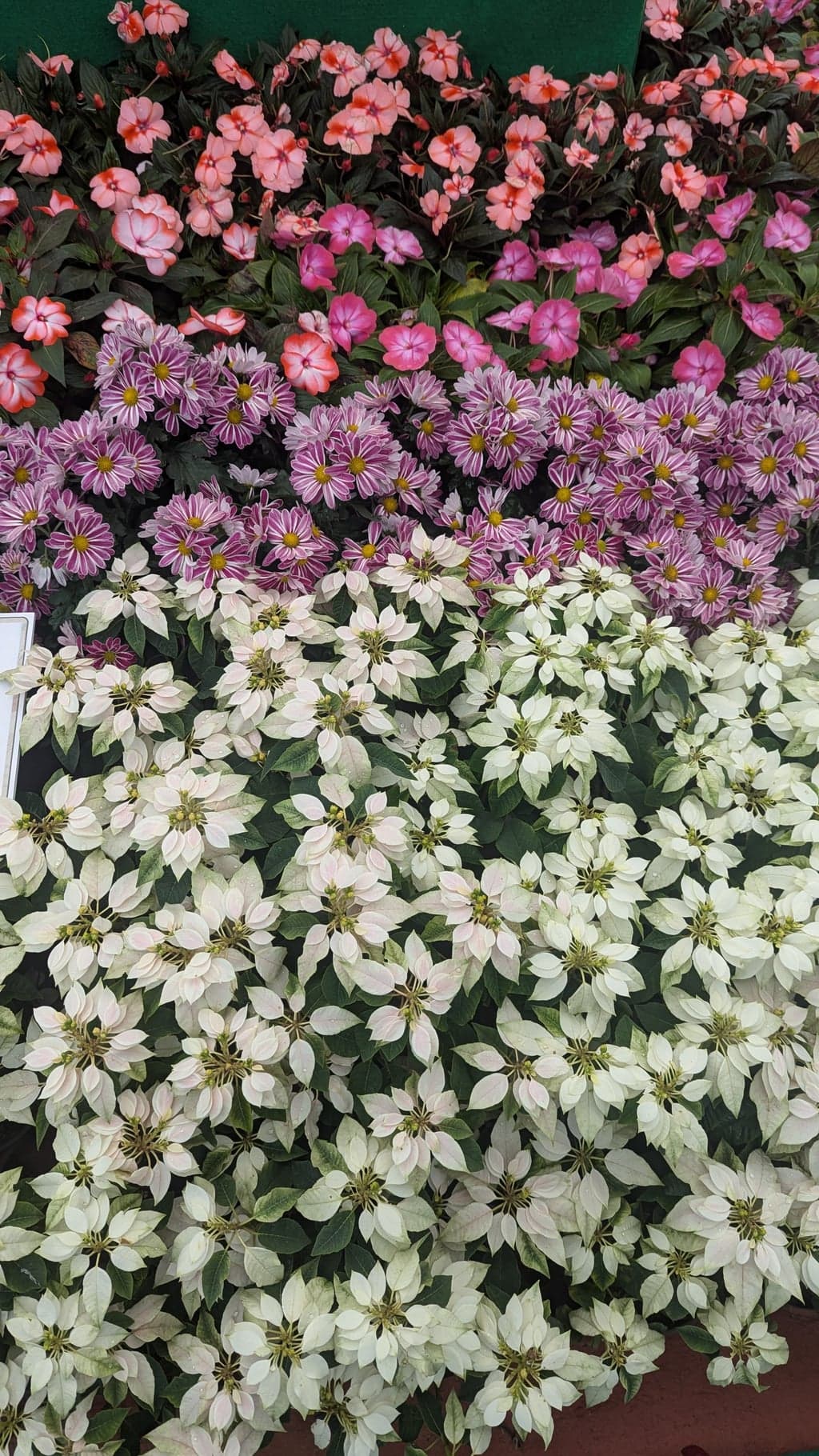 Google Pixel 7 — 7mm • ƒ/1.9 • 1/117 • ISO 53