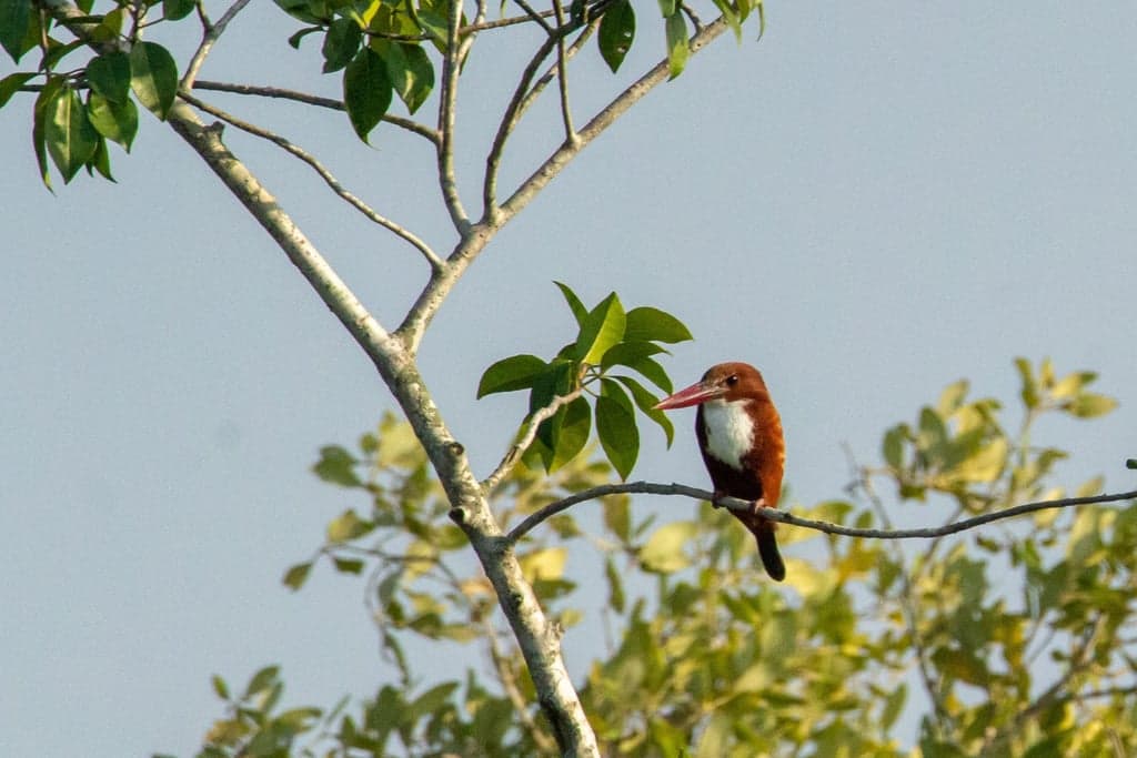 White-throated Kingfisher