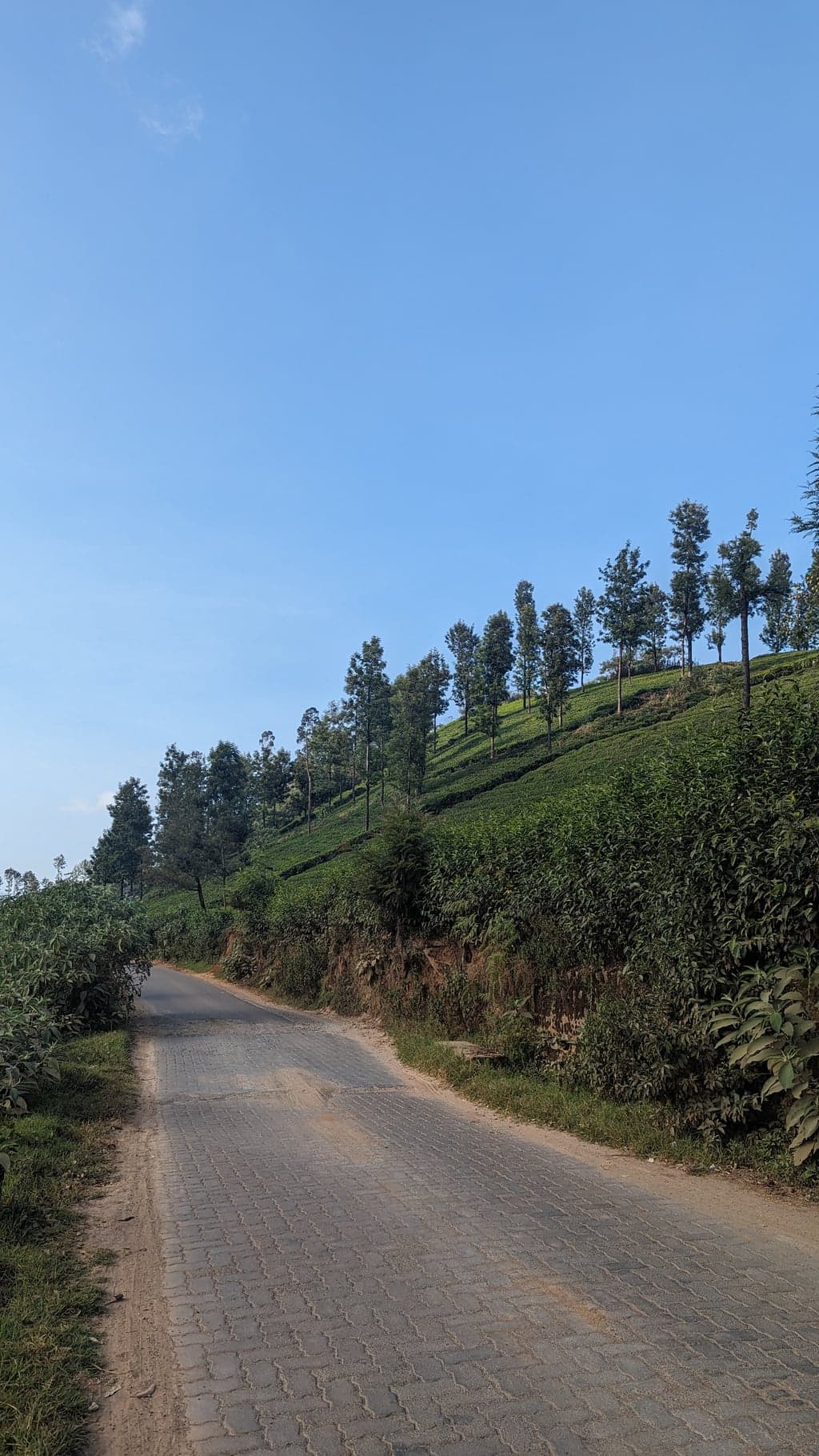 Google Pixel 7 — 7mm • ƒ/1.9 • 1/871 • ISO 46