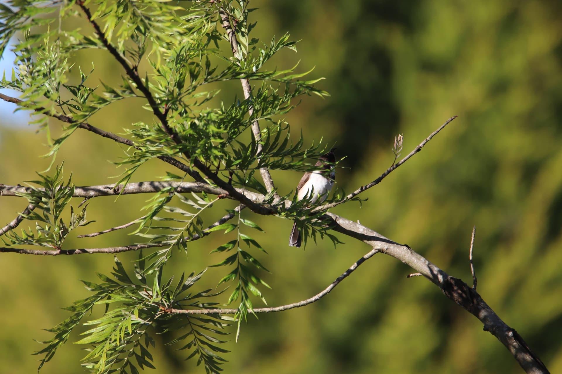 Canon Canon EOS 77D — 600mm • ƒ/6.3 • 1/400 • ISO 200