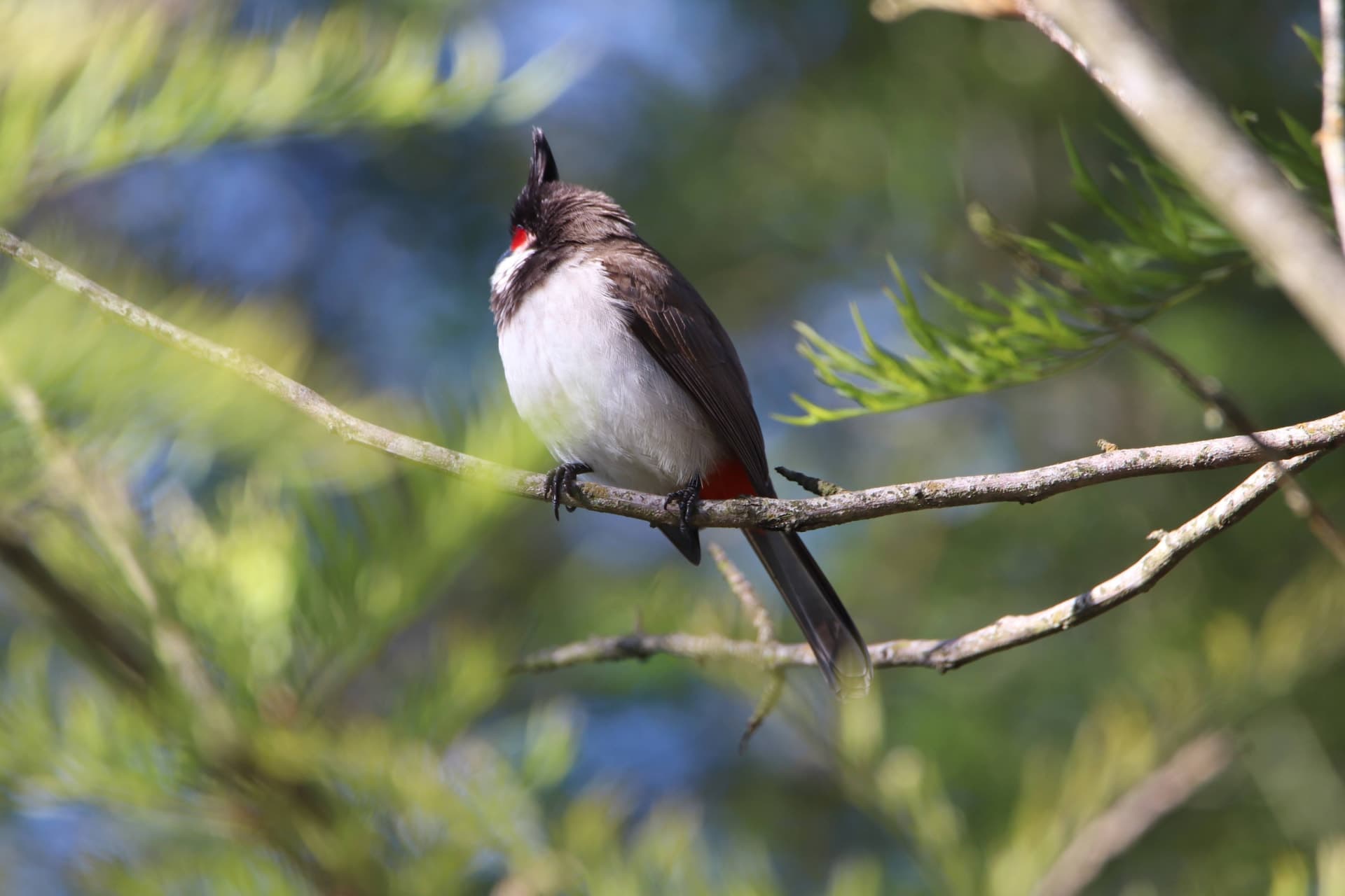 Canon Canon EOS 77D — 600mm • ƒ/6.3 • 1/160 • ISO 200
