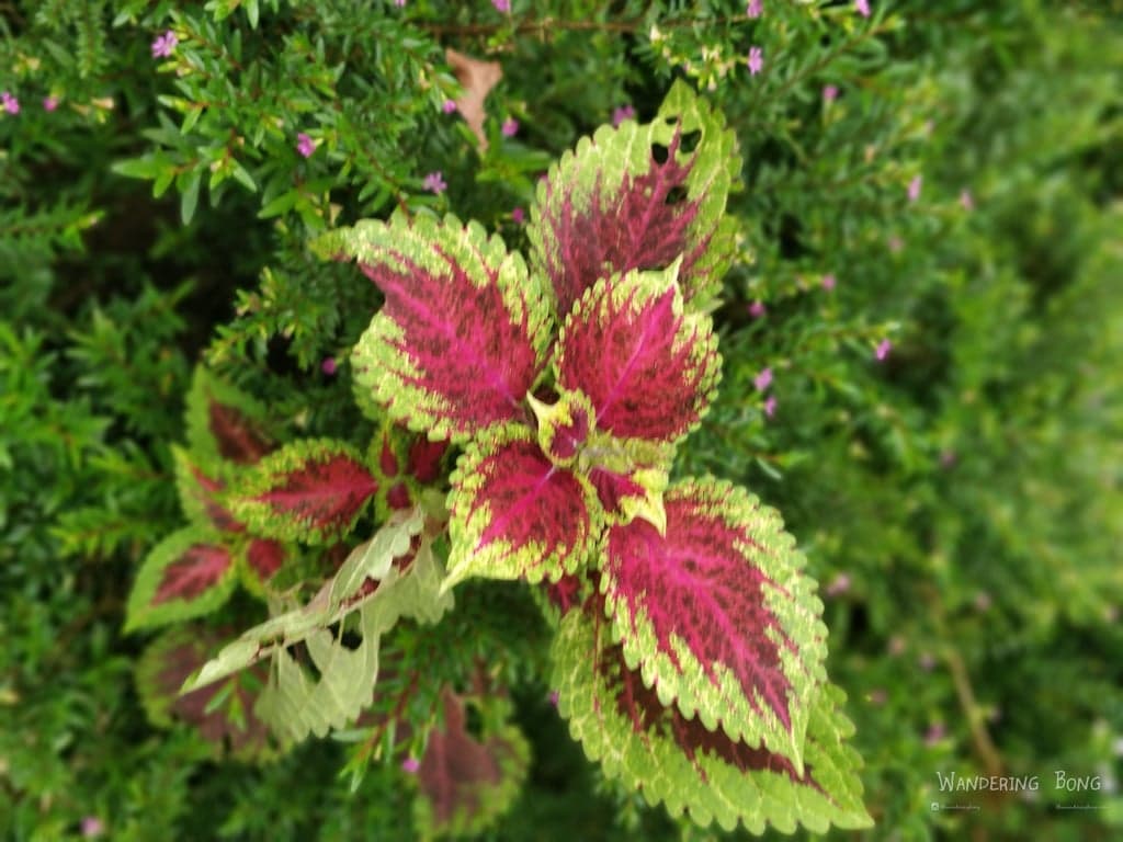 m_IMG_20180721_160732_Bokeh.jpg