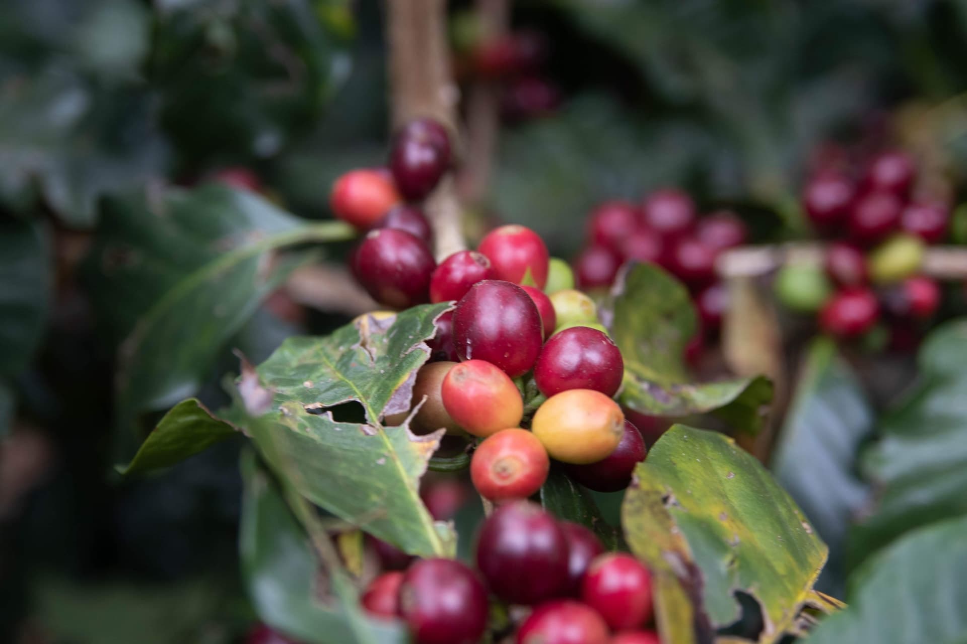 Canon Canon EOS 77D — 50mm • ƒ/2.8 • 1/60 • ISO 200