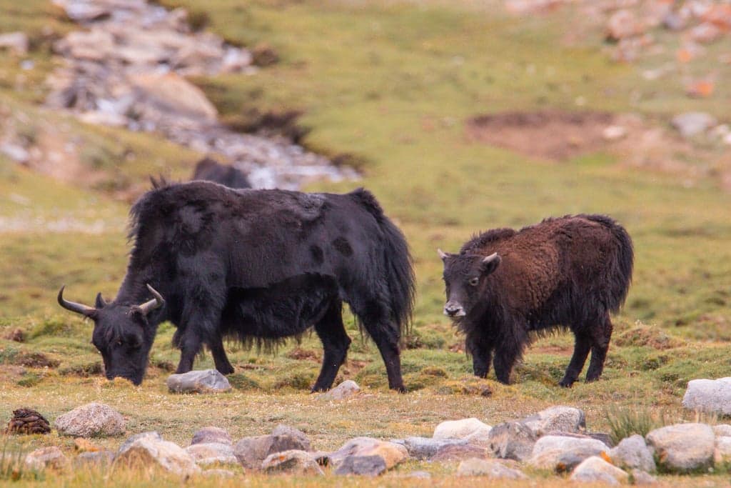 Yaks grazing in an alpine meadow, Ladakh