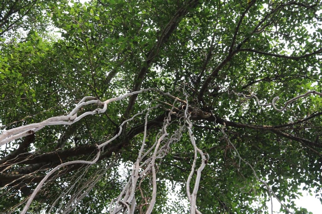 Canon Canon EOS 77D β 24mm β’ Ζ/9.0 β’ 1/40 β’ ISO 200