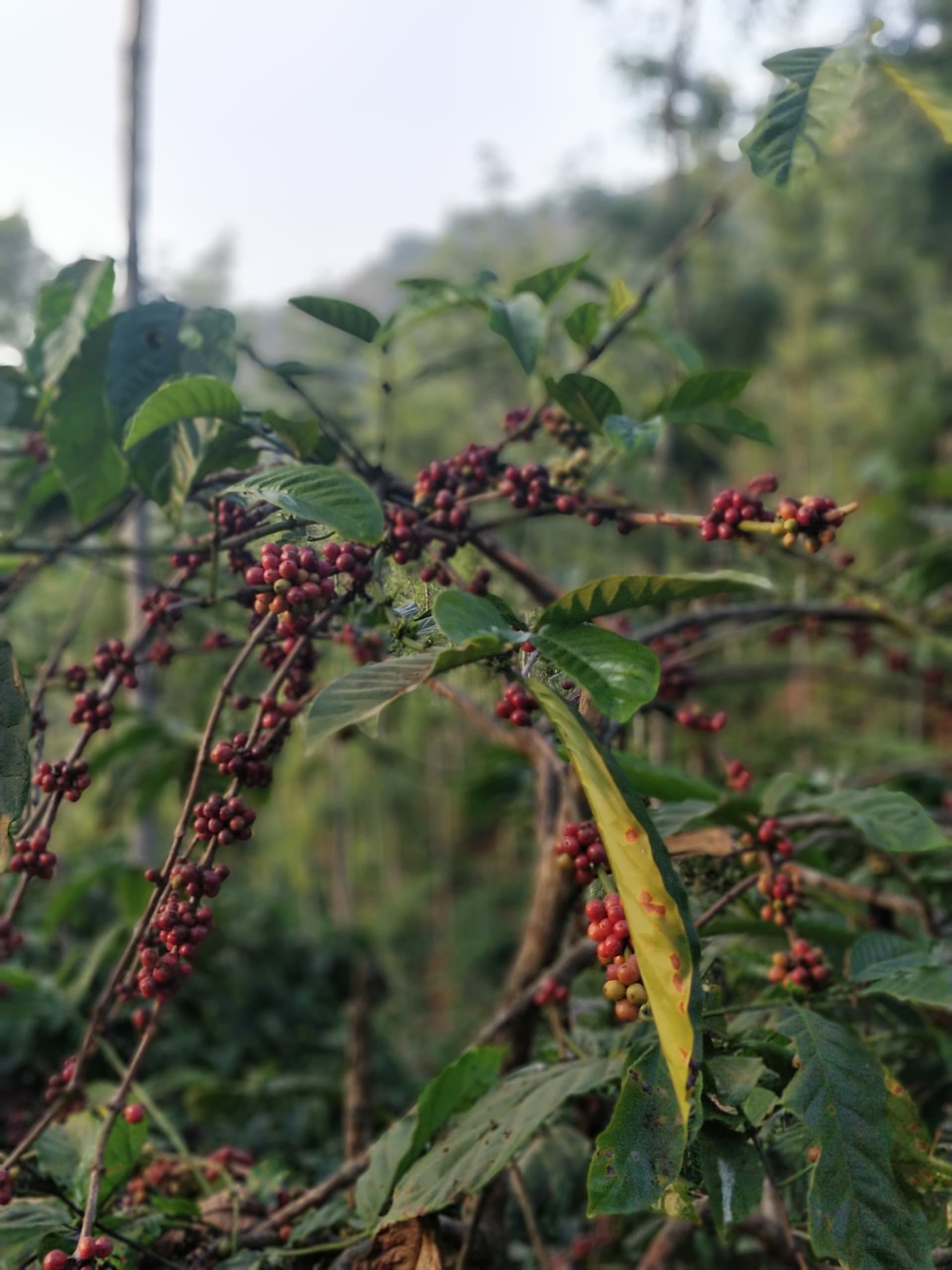 OnePlus ONEPLUS A5000 — 4mm • ƒ/1.7 • 1/499 • ISO 320