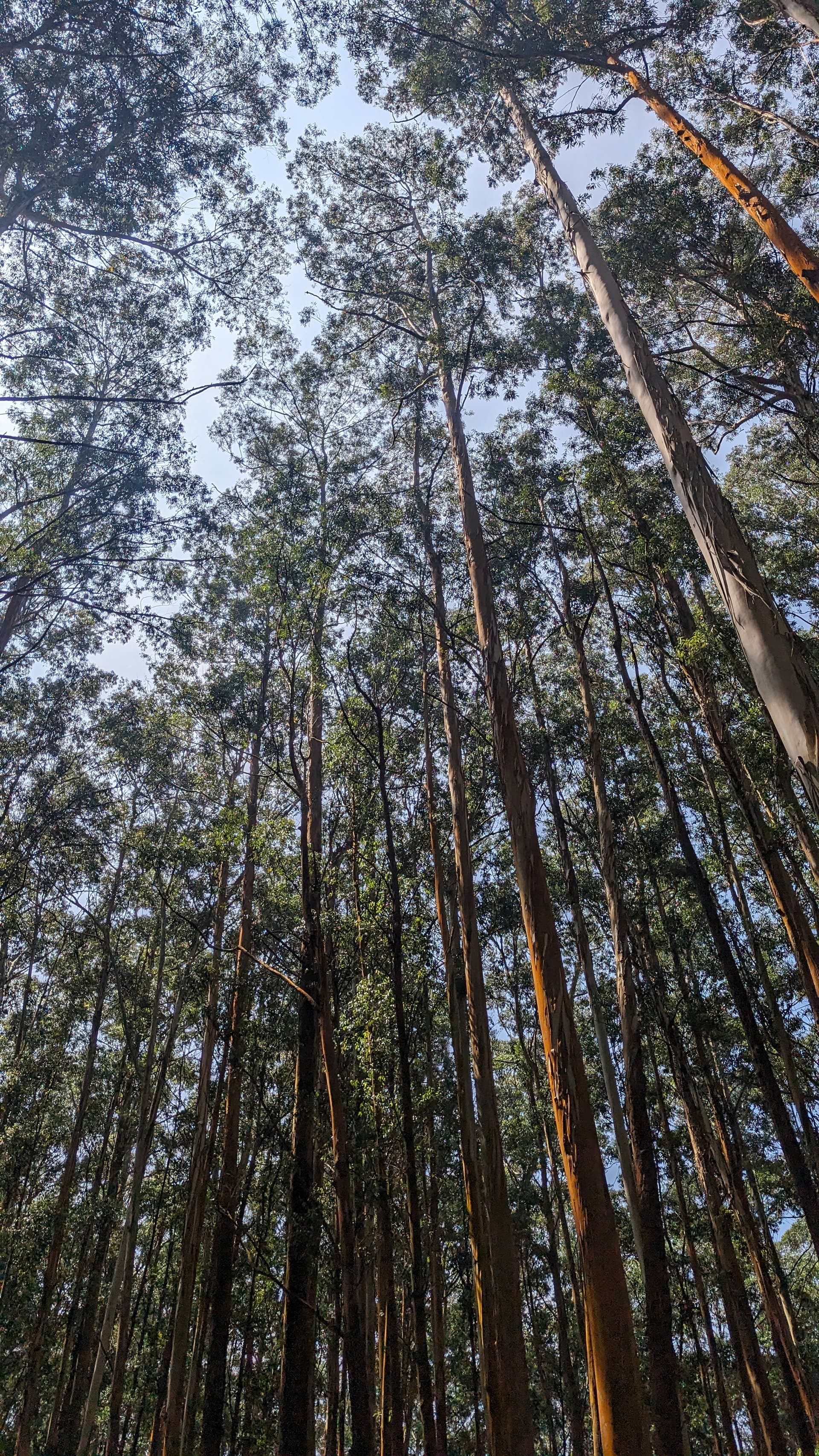 Google Pixel 7 — 7mm • ƒ/1.9 • 1/3145 • ISO 45