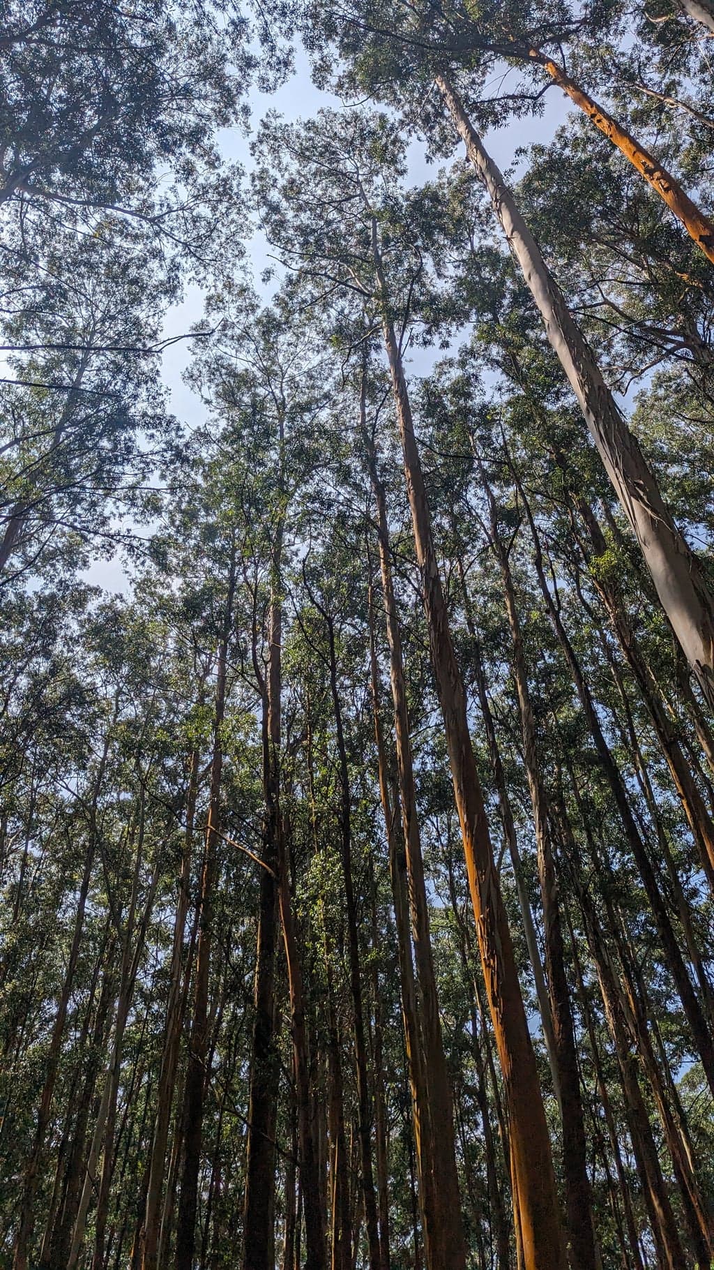 Google Pixel 7 — 7mm • ƒ/1.9 • 1/3145 • ISO 45