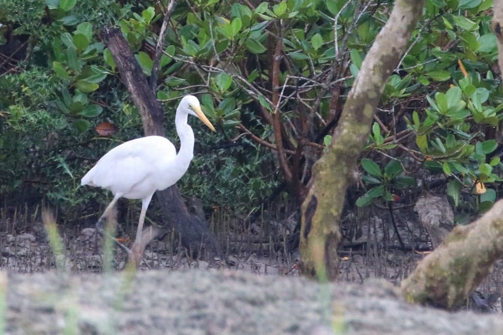Great Egret
