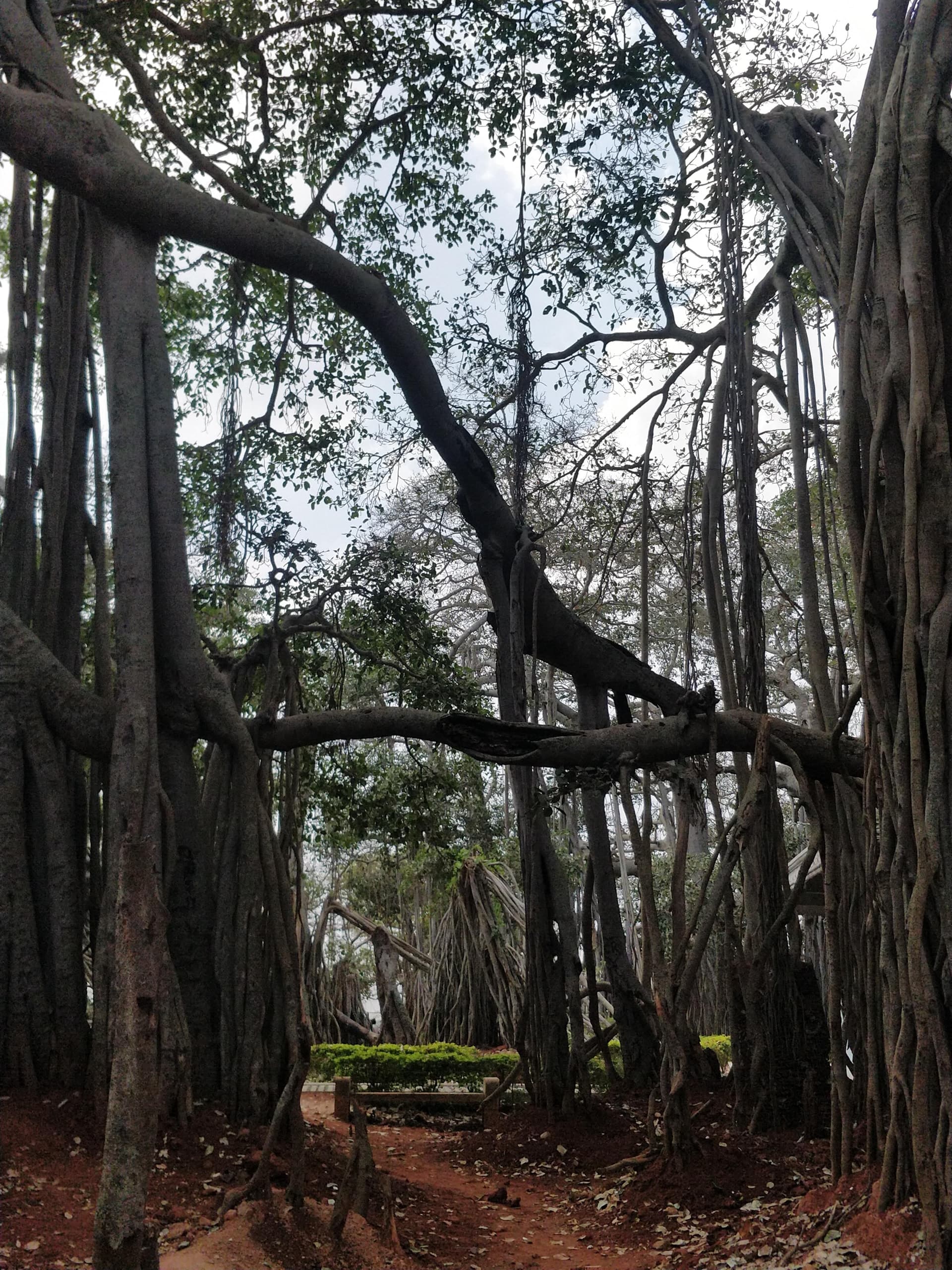 OnePlus ONEPLUS A5000 — 4mm • ƒ/1.7 • 1/2212 • ISO 200