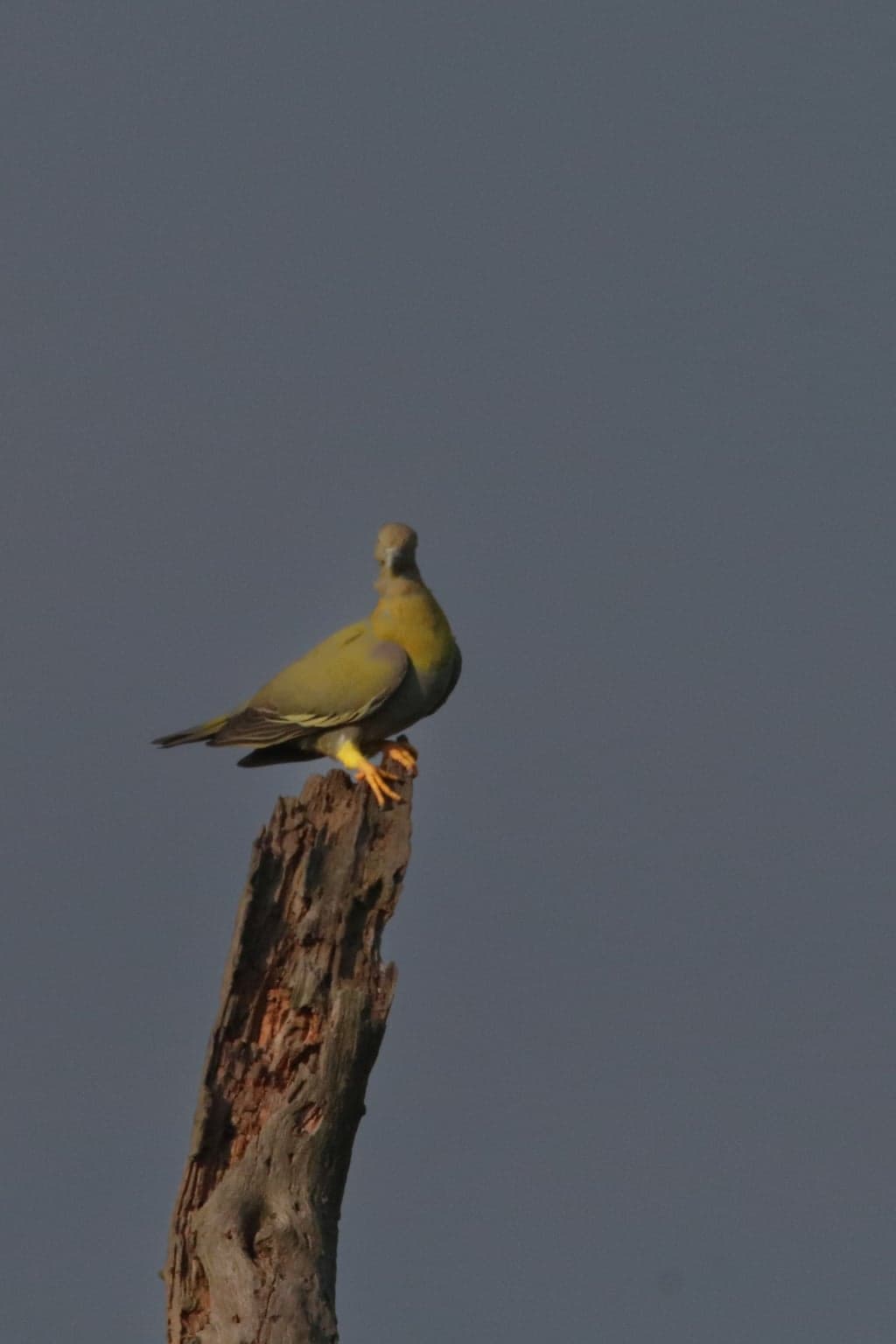 Orange-breasted Green Pigeon
