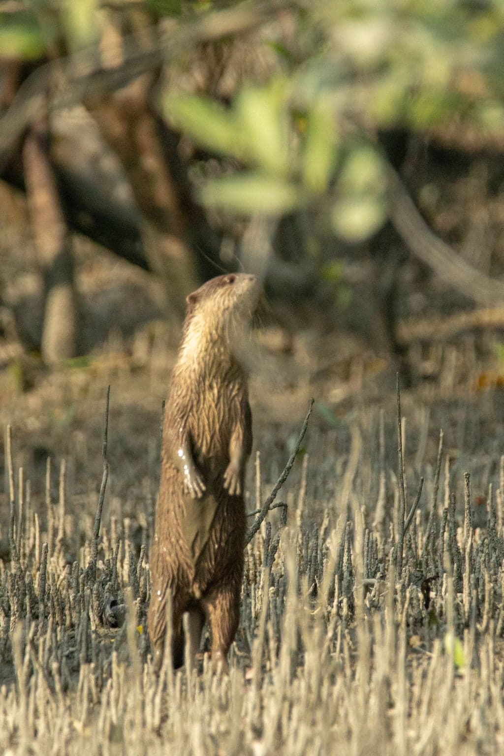 Smooth-coated Otter
