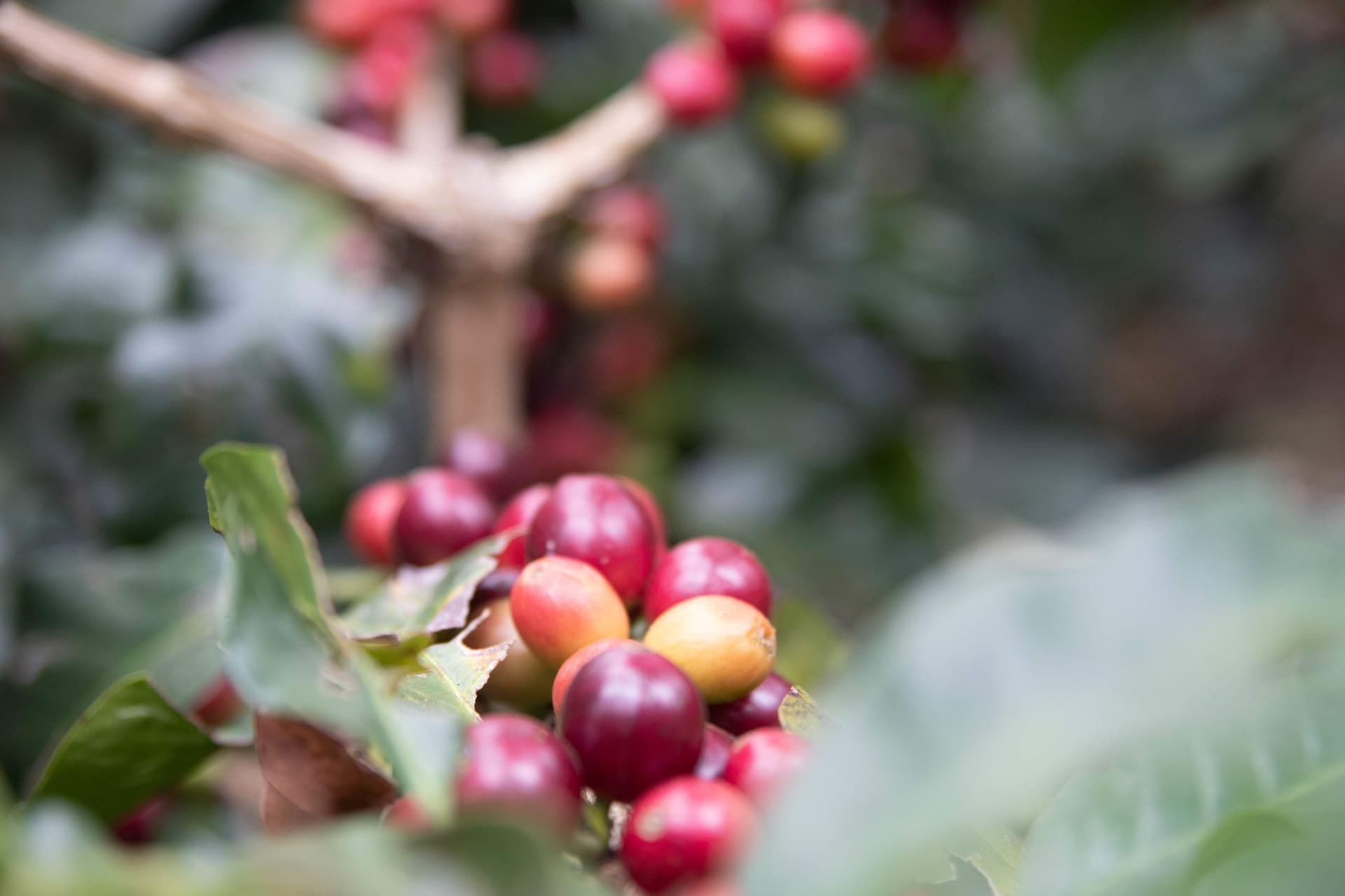 Canon Canon EOS 77D — 50mm • ƒ/2.8 • 1/80 • ISO 320