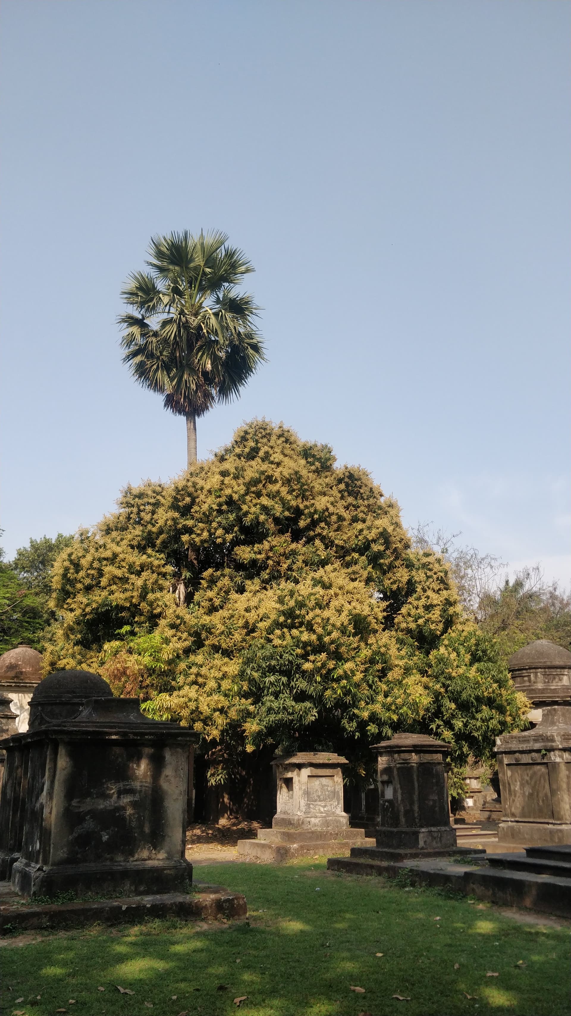 A palm tree rising above a mango in full bloom — tropical canopy over an English graveyard