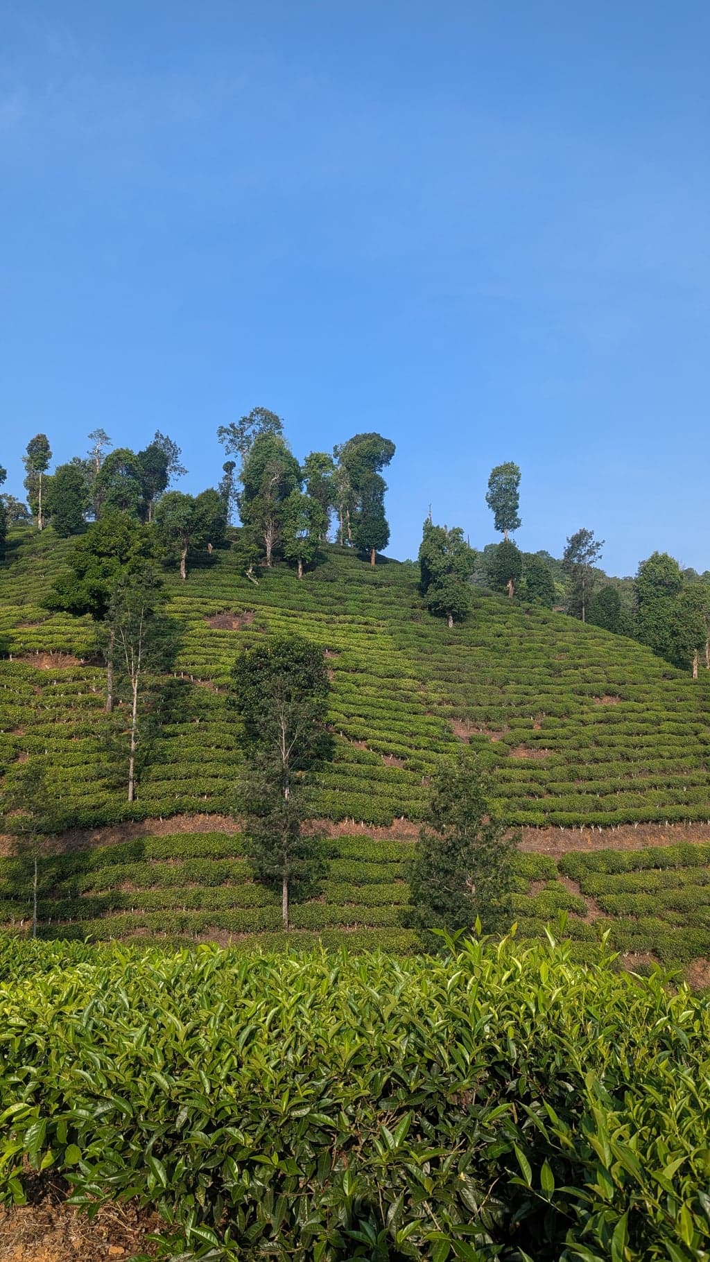 The Other Chikmagalur: Tea Gardens, the Kudremukh Ghat, and a Loop We Almost Missed
