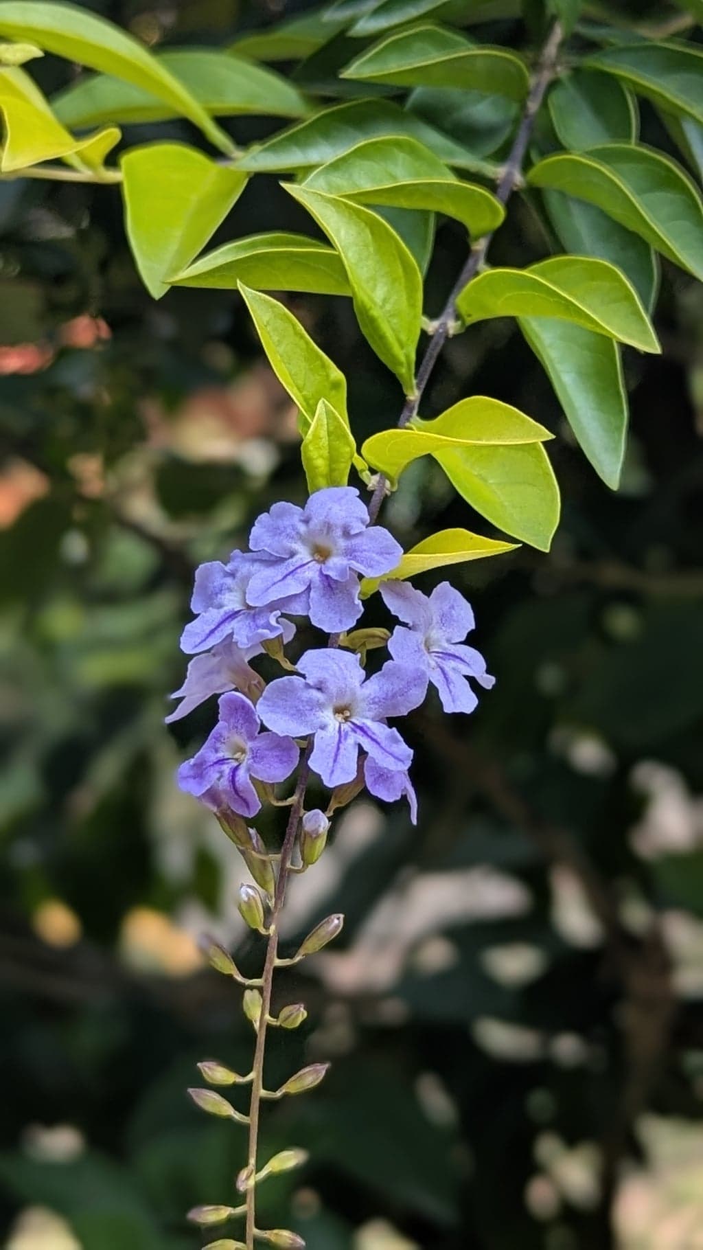 Google Pixel 7 — 7mm • ƒ/1.9 • 1/403 • ISO 56