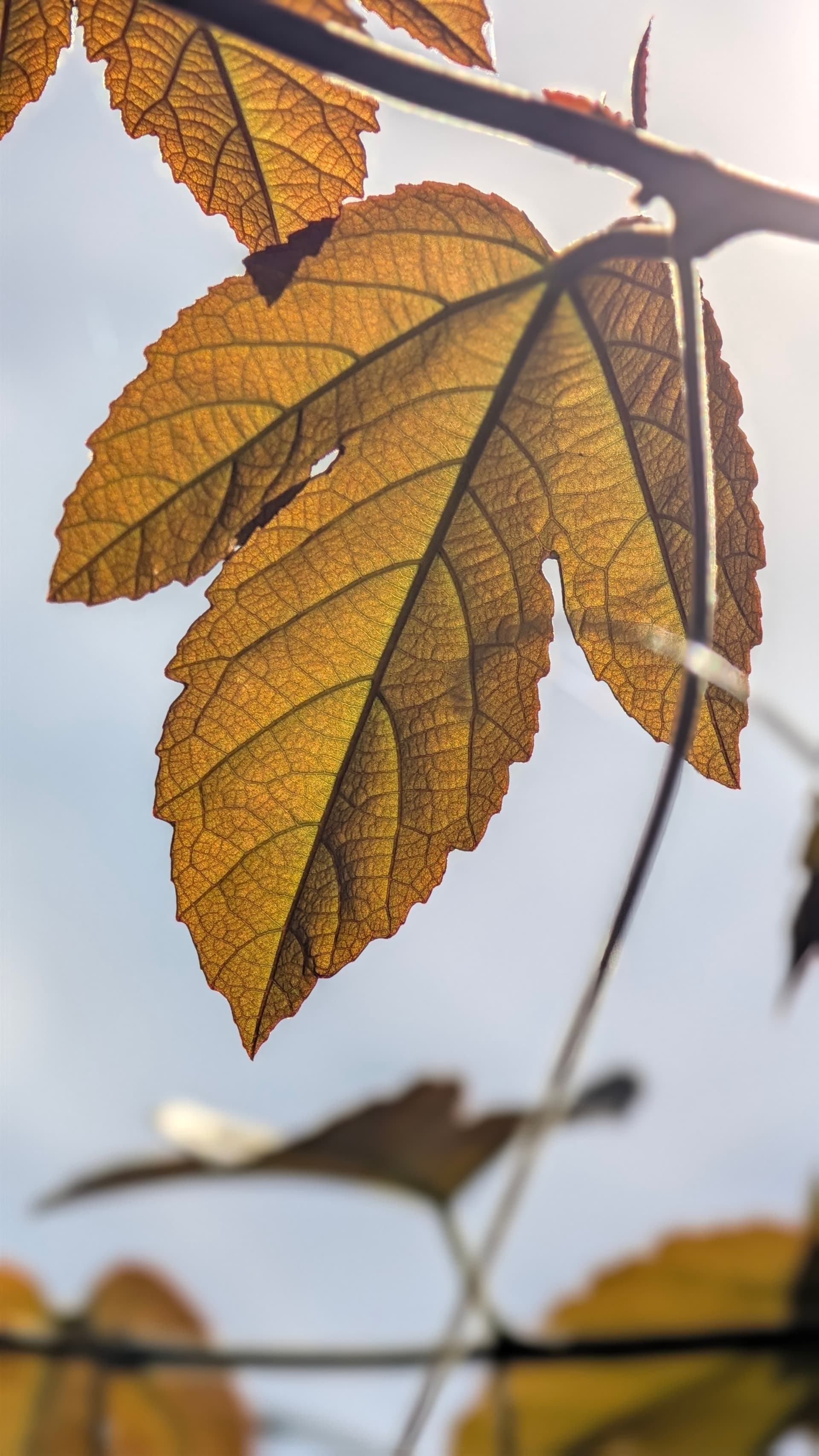 Google Pixel 11 Pro — 20mm • ƒ/2.8 • 1/3831 • ISO 27