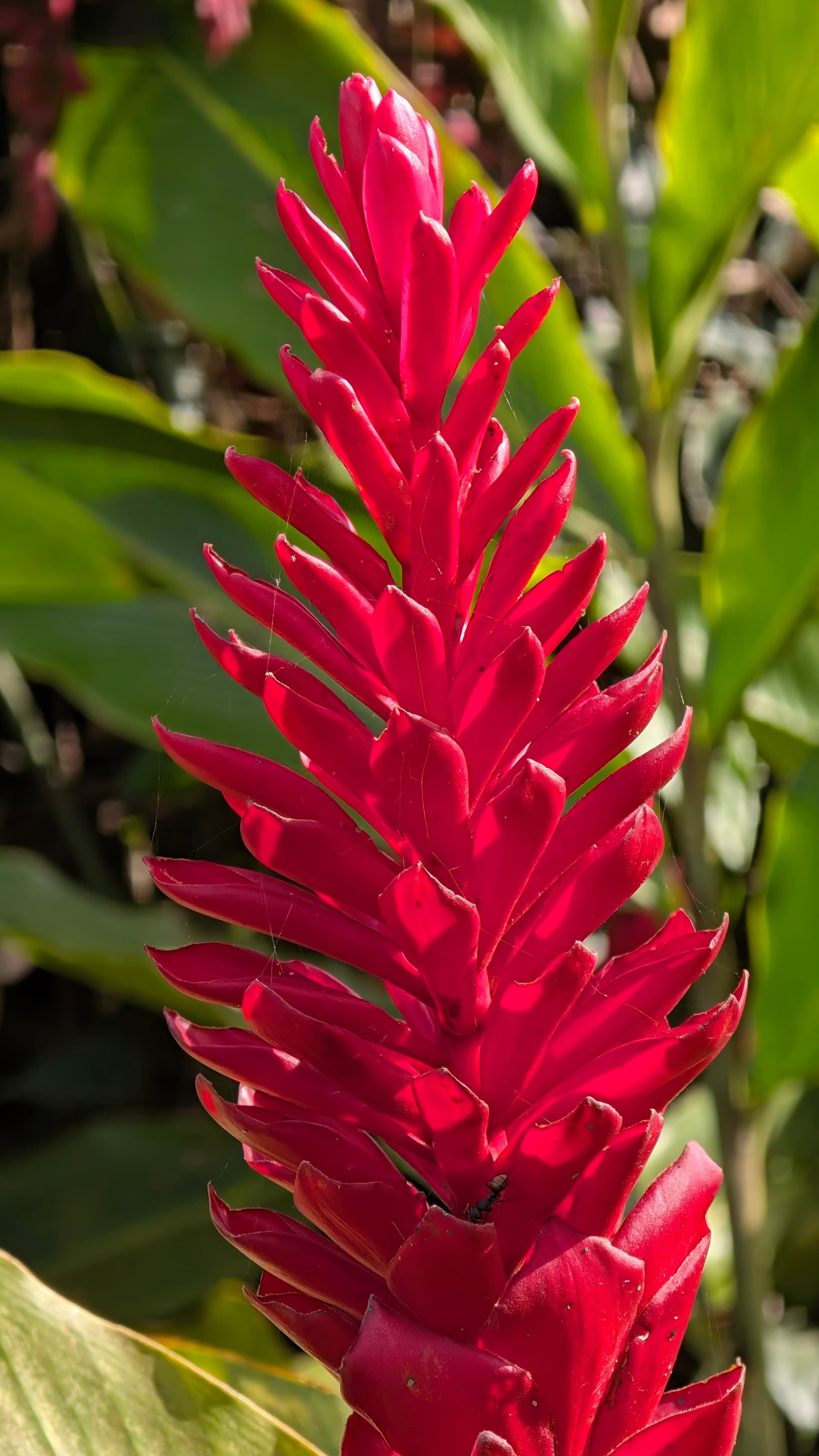 Google Pixel 11 Pro — 20mm • ƒ/2.8 • 1/473 • ISO 52